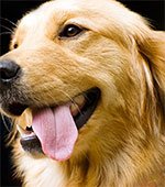 Pet Care